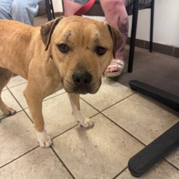 Rescue Mixed Breed Dogs for Adoption in Columbus, Georgia - 11/15/2025-Stray-BunkerHill | PetCurious