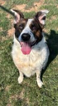 Artemis -  Mixed Breed Dog for Adoption in Kansas City, Missouri - Artemis | PetCurious