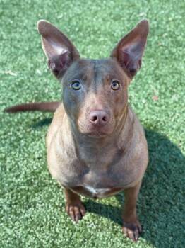 Australian Kelpie Dogs Available for Adoption - Ruby | PetCurious