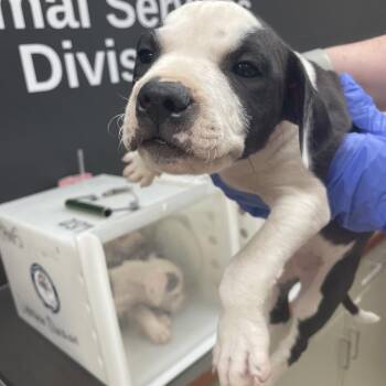 7699 -  Mixed Breed Dog for Adoption in Columbus, Georgia - 7699 | PetCurious
