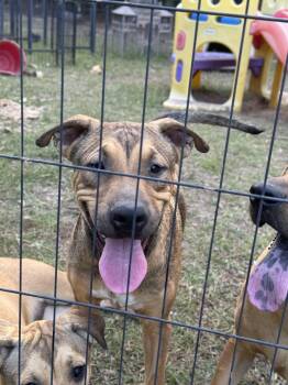 Rescue Labrador Retriever and Black Mouth Cur Dogs for Adoption in Fosters, Alabama - PREACHER | PetCurious