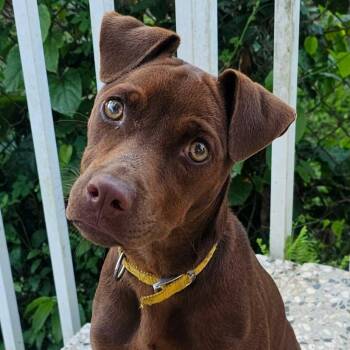 BOMBOM (out of town) -  Labrador Retriever Dog for Adoption in New York, New York - BOMBOM (out Of Town) | PetCurious