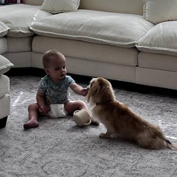 Kash* -  Dachshund Dog for Adoption in Waynesville, North Carolina - Kash* | PetCurious
