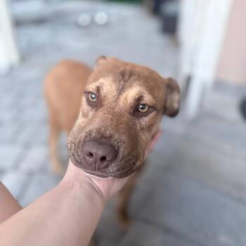 Terrier and Mixed Breed Dogs Available for Adoption - Blaze | PetCurious