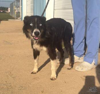 Tilly -  Border Collie and Australian Shepherd Dog for Adoption in Washington, District Of Columbia - Tilly | PetCurious
