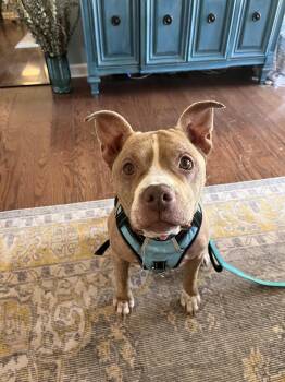 Roxie -  Pit Bull Terrier Dog for Adoption in Nashville, Tennessee - Roxie | PetCurious