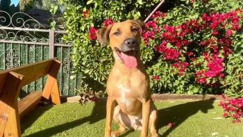 Rescue Rhodesian Ridgeback and Belgian Shepherd Malinois Dogs for Adoption in Los Angeles, California - Snoopy | PetCurious