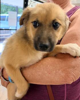Foxy -  Shepherd Dog for Adoption in Batesville, Arkansas - Foxy | PetCurious