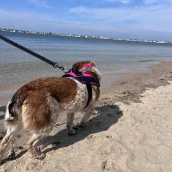 Mixed Breed Dogs Available for Adoption - Chanel No. 5 | PetCurious