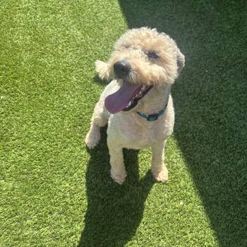 Cody -  Sheepadoodle Dog for Adoption in Anderson, South Carolina - Cody | PetCurious