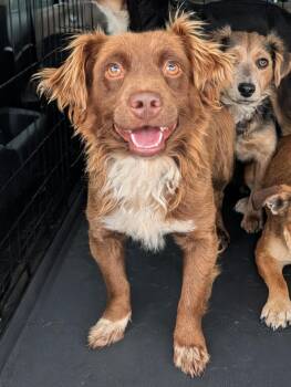 Australian Shepherd and Terrier Dogs Available for Adoption in Baton Rouge, Louisiana - Robby | PetCurious