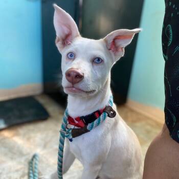 Rescue Husky Dogs for Adoption in Boerne, Texas - Pocoyo | PetCurious