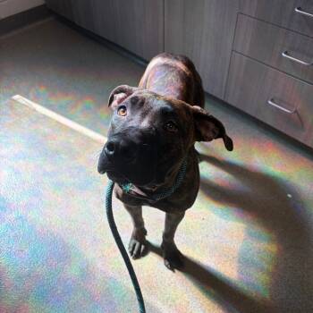 Nevaeh -  Mixed Breed Dog for Adoption in Council Bluffs, Iowa - Nevaeh | PetCurious