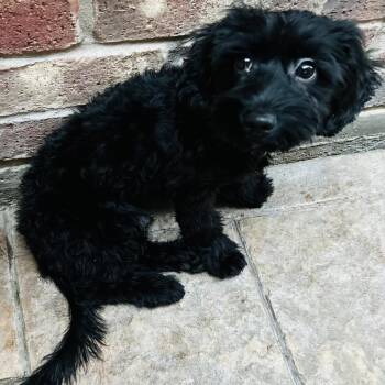Poodle and Schnauzer Dogs Available for Adoption in Houston, Texas - Cameron Clyde | PetCurious