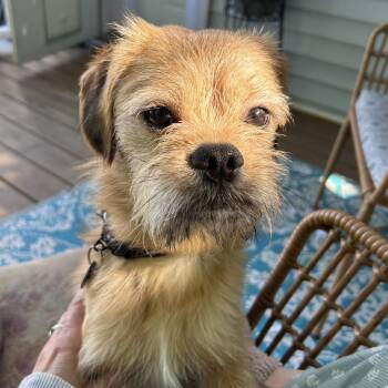 Falafel -  Puggle Dog for Adoption in Closter, New Jersey - Falafel | PetCurious