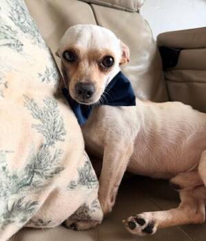 Chihuahua Dogs Available for Adoption in Washington, District Of Columbia - Mack | PetCurious