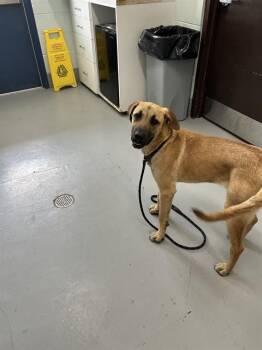 Black Mouth Cur and Mixed Breed Dogs Available for Adoption - GREG | PetCurious