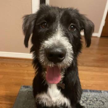 Bolto -  Schnauzer Dog for Adoption in Houston, Texas - Bolto | PetCurious