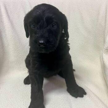 Metaphor -  Standard Poodle and Black Labrador Retriever Dog for Adoption in Carencro, Louisiana - Metaphor | PetCurious