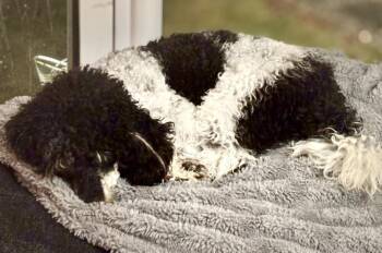 Poodle Dogs Available for Adoption in Wolcott, Connecticut - Hamlet | PetCurious