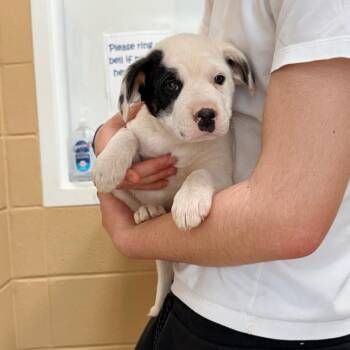 Mixed Breed Dogs Available for Adoption in Chicago, Illinois - Luna | PetCurious