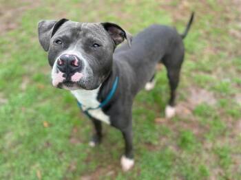 ELVIS -  Pit Bull Terrier Dog for Adoption in Charlotte, North Carolina - ELVIS | PetCurious