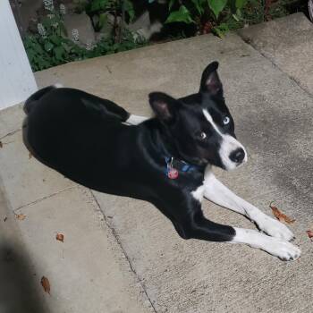 Lyla -  Siberian Husky and German Shepherd Dog Dog for Adoption in Cincinnati, Ohio - Lyla | PetCurious