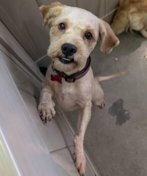 Maltipoo Dogs Available for Adoption in Thousand Oaks, California - Peter Rabbit  | PetCurious