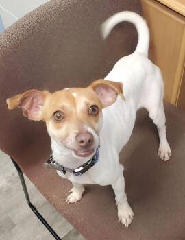 Chihuahua and Jack Russell Terrier Dogs Available for Adoption - Frankie | PetCurious