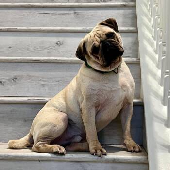 Louis XIV -  Pug Dog for Adoption in Baytown, Texas - Louis XIV | PetCurious