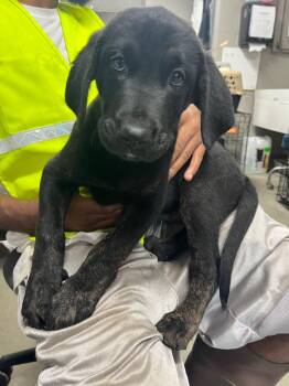 Yeti -  Terrier Dog for Adoption in Hopkinsville, Kentucky - Yeti | PetCurious