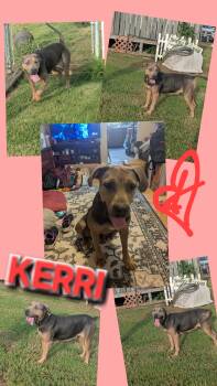 Rescue Labrador Retriever and German Shepherd Dog Dogs for Adoption in Jackson, Tennessee - KERRI | PetCurious