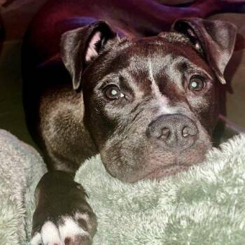 Lucy Lu -  Pit Bull Terrier and Black Labrador Retriever Dog for Adoption in Sanford, North Carolina - Lucy Lu | PetCurious
