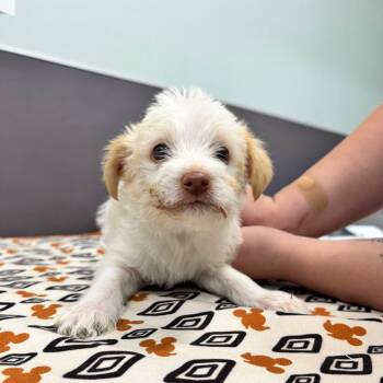 Wally Waddle -  Maltese Dog for Adoption in Chico, California - Wally Waddle | PetCurious