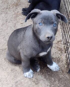 Ruby -  German Shepherd Dog and Australian Shepherd Dog for Adoption in Carlsbad, California - Ruby | PetCurious