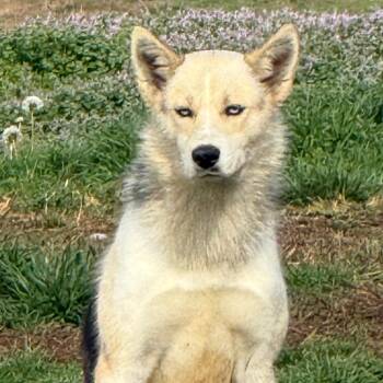 Husky and Cattle Dog Dogs Available for Adoption in Eastford, Connecticut - CT Iris | PetCurious