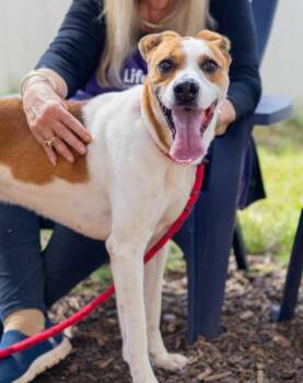Corn Cob -  Mixed Breed Dog for Adoption in Chamblee, Georgia - Corn Cob | PetCurious