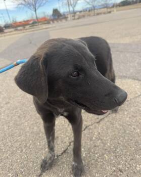 Rescue Shepherd Dogs for Adoption in Sadler, Texas - Buddy | PetCurious