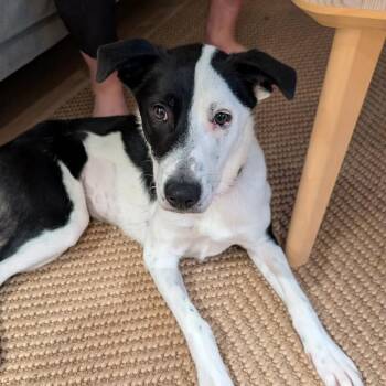 Scarlett Spears -  Retriever Dog for Adoption in New York, New York - Scarlett Spears | PetCurious