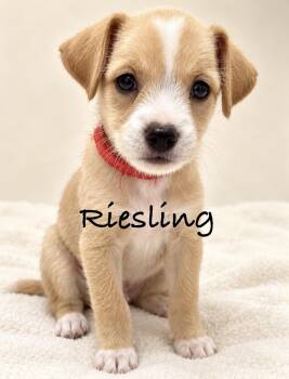 Riesling -  Terrier Dog for Adoption in Pawleys Island, South Carolina - Riesling | PetCurious