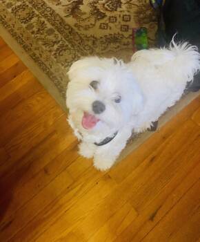 FOX - Courtesy Post -  Maltese Dog for Adoption in Jackson Township, New Jersey - FOX - Courtesy Post | PetCurious