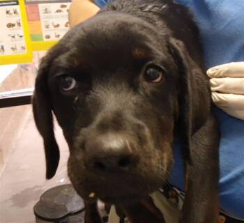TUCKER -  Rottweiler and Mixed Breed Dog for Adoption in Tulsa, Oklahoma - TUCKER | PetCurious