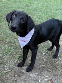 Rescue Mixed Breed Dogs for Adoption in Pass Christian, Mississippi - Joan Jett | PetCurious