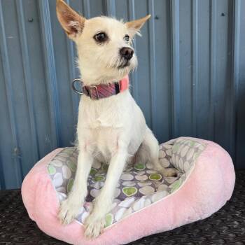 Rain -  Wire Fox Terrier Dog for Adoption in Pennsville Township, New Jersey - Rain | PetCurious