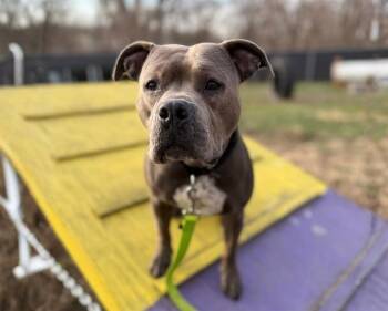 Boxer and Mixed Breed Dogs Available for Adoption in Omaha, Nebraska - BABY BLUE | PetCurious
