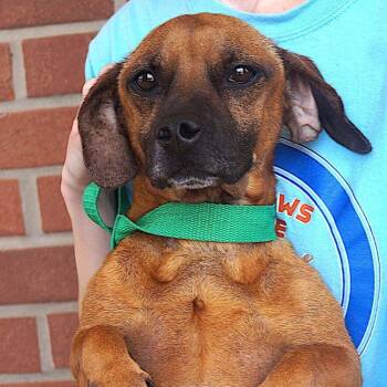 Willie -  Dachshund Dog for Adoption in Carrollton, Texas - Willie | PetCurious
