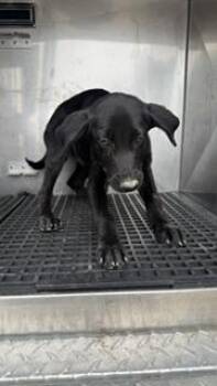 Mixed Breed Dogs Available for Adoption in Dallas, Texas - NOVA | PetCurious