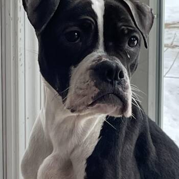 Boxer and Boston Terrier Dogs Available for Adoption - Jojo | PetCurious