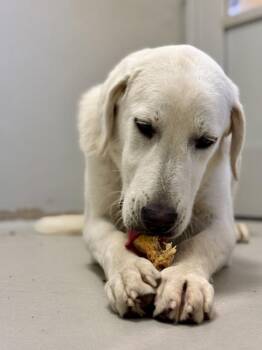 Iris -  Mixed Breed Dog for Adoption in Winnipeg, Manitoba - Iris | PetCurious