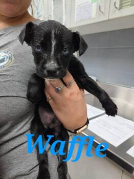 Hound Dogs Available for Adoption in Ringwood, New Jersey - Waffle | PetCurious